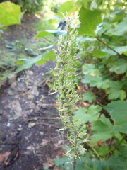 Actaea simplex
