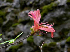 Rhododendron kaempferi