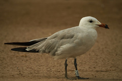 Ichthyaetus audouinii