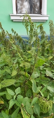 Urtica dioica