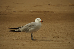 Ichthyaetus audouinii