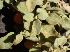 Solanum tomentosum
