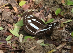 Neptis jumbah nalanda