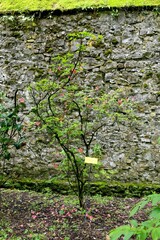 Rhododendron kaempferi