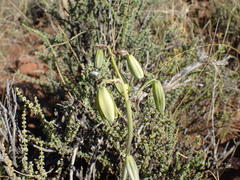 Albuca cooperi