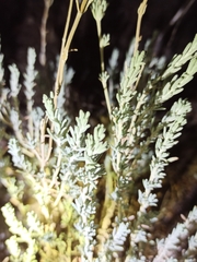 Santolina chamaecyparissus