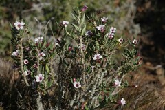 Pachypodium bispinosum