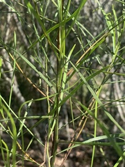 Dodonaea stenophylla
