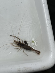 Macrobrachium australe