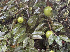 Chrysophyllum cainito