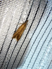 Dichomeris ustalella