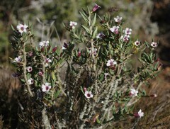 Pachypodium bispinosum