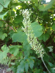 Actaea simplex