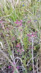 Parentucellia latifolia