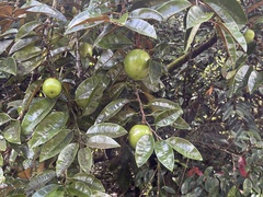 Chrysophyllum cainito