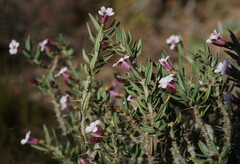 Pachypodium bispinosum