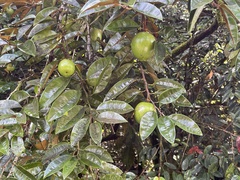 Chrysophyllum cainito