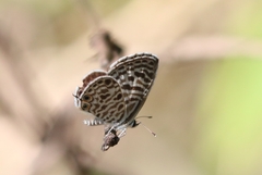 Leptotes plinius