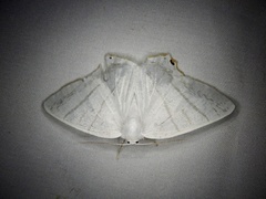 Ourapteryx obtusicauda