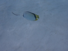 Chaetodon