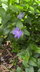 Vinca major