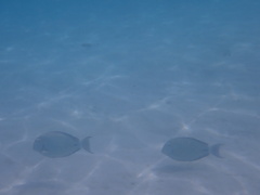 Chaetodon