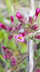 Parentucellia latifolia