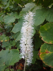 Actaea simplex