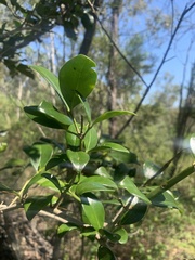 Psydrax odorata odorata