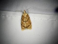 Tortrix sinapina