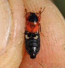 Prostemma sanguineum