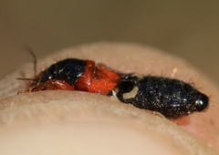 Prostemma sanguineum