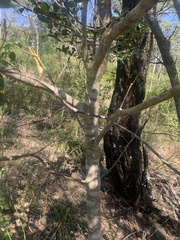 Psydrax odorata odorata