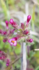 Parentucellia latifolia