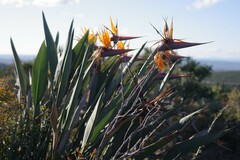 Strelitzia reginae