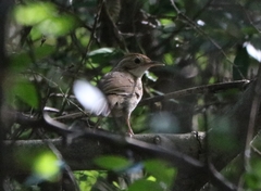 Pellorneum ruficeps