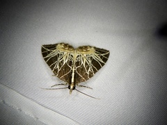 Evecliptopera illitata illitata