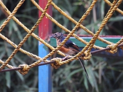 Copsychus malabaricus