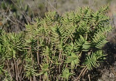 Crassula tetragona