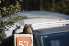 Cacomantis flabelliformis