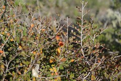Flueggea verrucosa