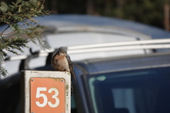 Cacomantis flabelliformis