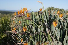 Strelitzia reginae