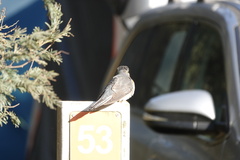 Cacomantis flabelliformis