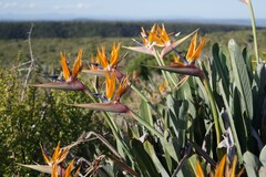 Strelitzia reginae