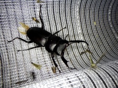 Dorcus rectus rectus