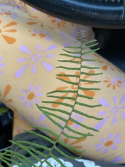 Gleichenia dicarpa