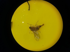 Elaphropeza ephippiata