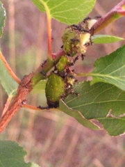 Iphiclides podalirius