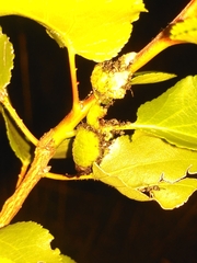 Iphiclides podalirius